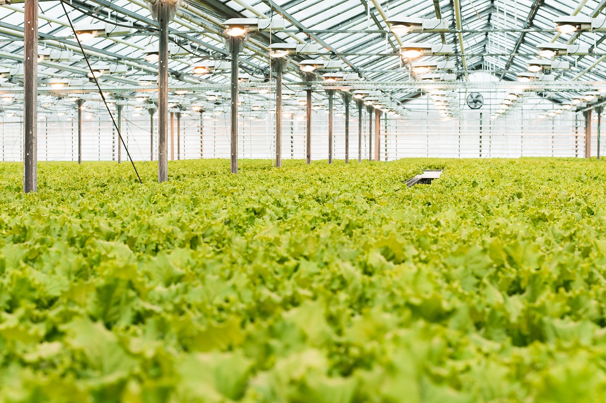 Industrial production of lettuce and greens. Closed light large greenhouse Industrial production of lettuce and greens. Closed light large greenhouse with grown lettuce.