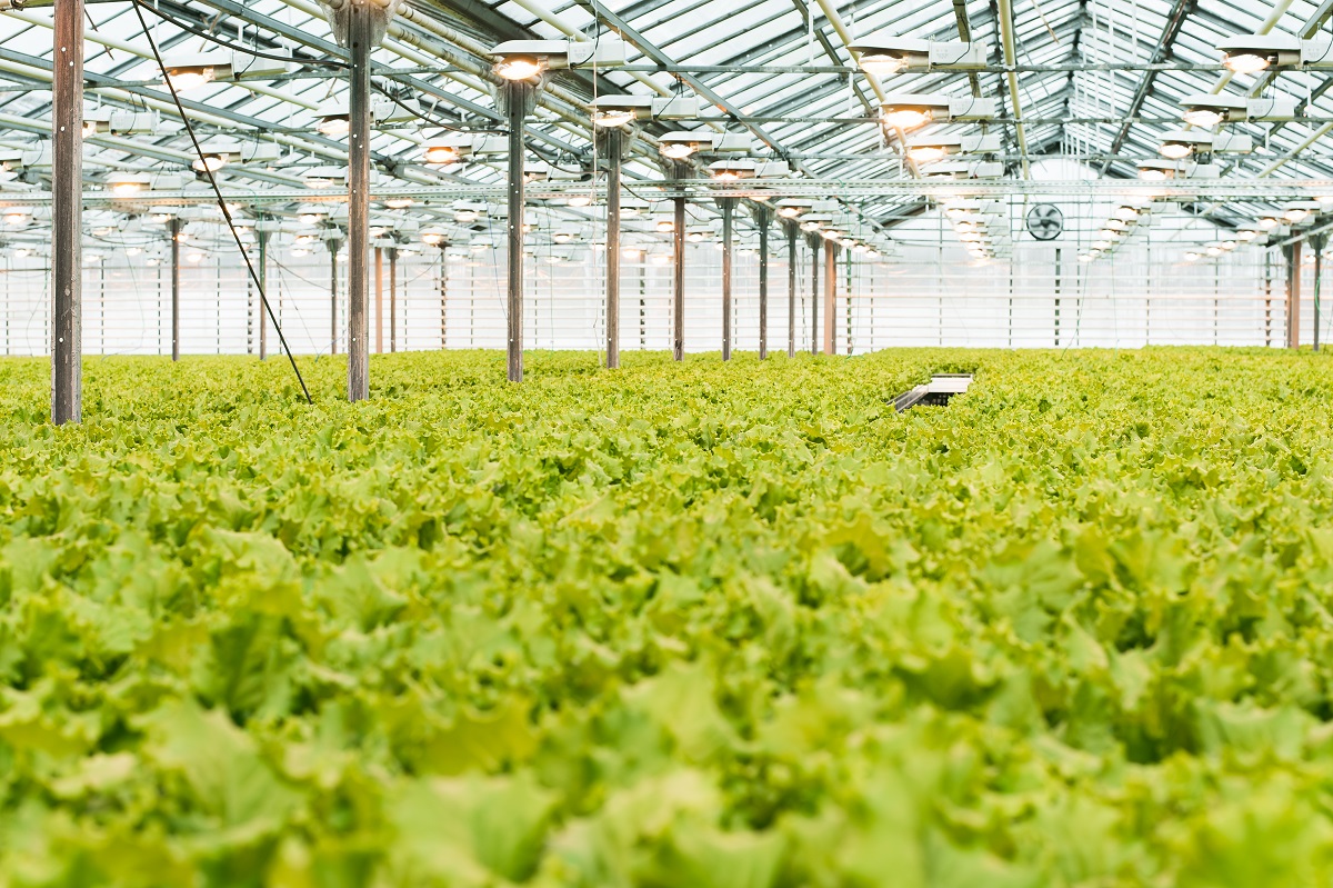 Industrial production of lettuce and greens. Closed light large greenhouse with grown lettuce.